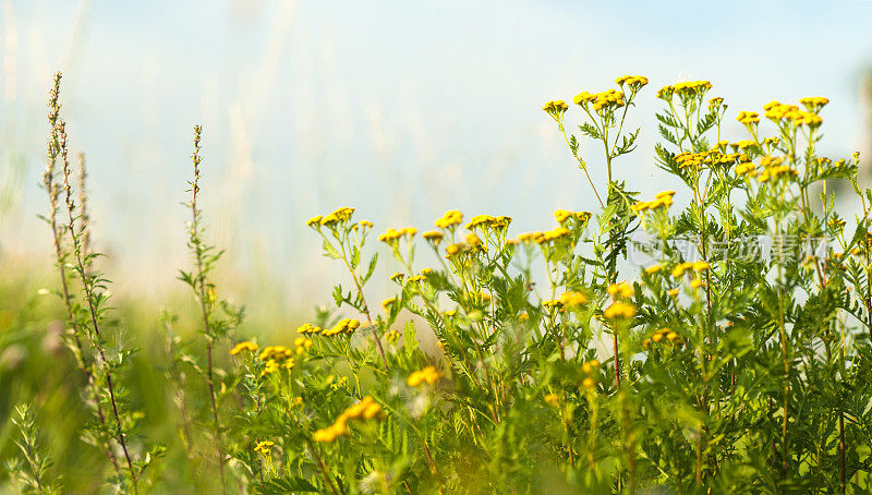 草地特写与檀香(Tanacetum vulgare)和艾(Artemisia vulgaris)。